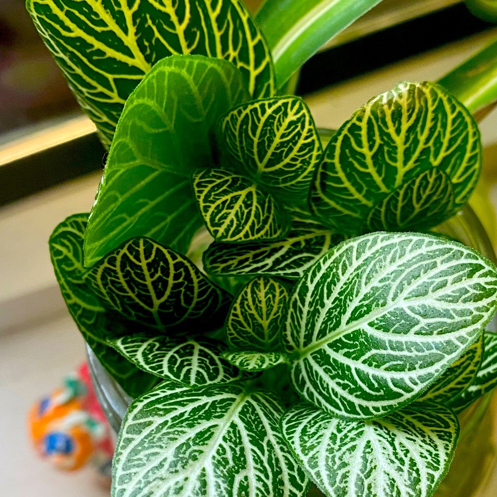 Meet your Posher, Linette